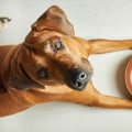 Understanding Food Allergies in Pets