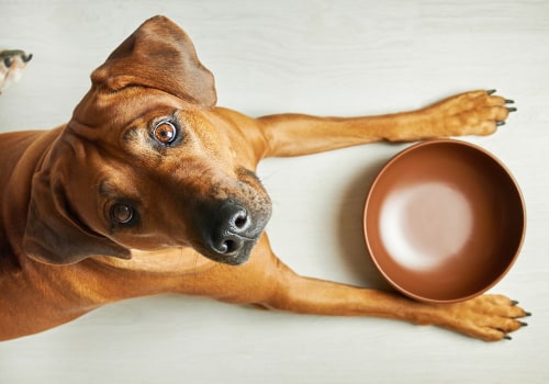 Understanding Food Allergies in Pets